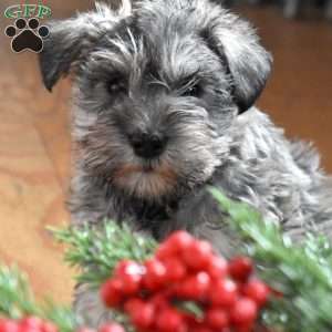 Dolly, Miniature Schnauzer Puppy