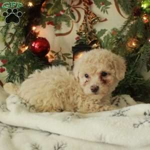Dolly, Miniature Poodle Puppy