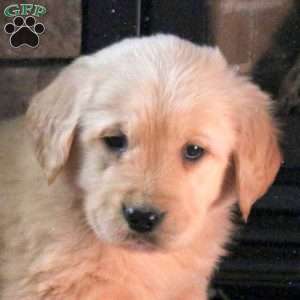 Dolly, Golden Retriever Puppy