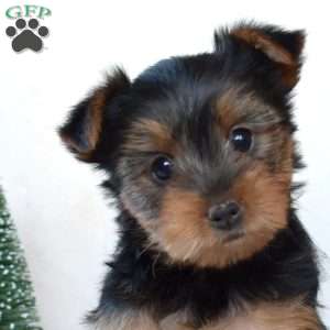 Dolly, Yorkie Puppy