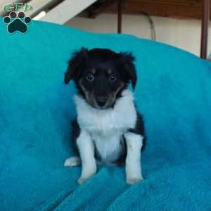 Dolly, Miniature Australian Shepherd Mix Puppy
