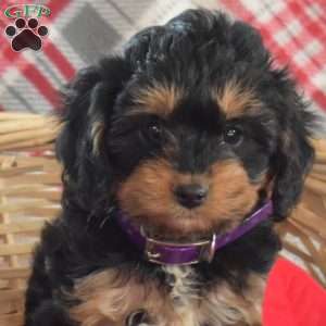 Dolly, Cavapoo Puppy