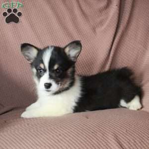 Dolly, Pembroke Welsh Corgi Puppy