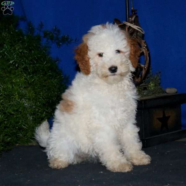 Dolly, Mini Goldendoodle Puppy