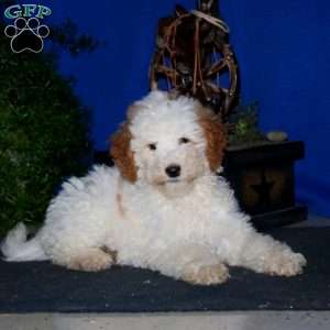 Dolly, Mini Goldendoodle Puppy