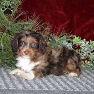 Dolly, Cockapoo Puppy