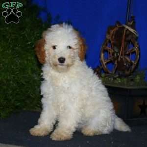 Dolly, Mini Goldendoodle Puppy