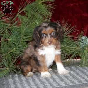 Dolly, Cockapoo Puppy