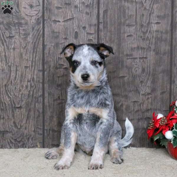 Donald, Blue Heeler – Australian Cattle Dog Puppy