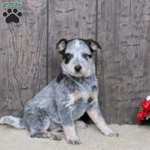 Donald, Blue Heeler – Australian Cattle Dog Puppy