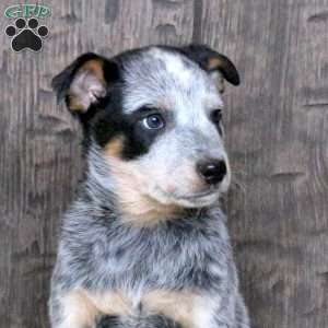 Donald, Blue Heeler – Australian Cattle Dog Puppy