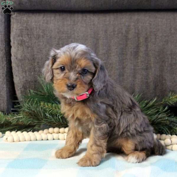 Donna, Cavapoo Puppy