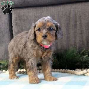 Donna, Cavapoo Puppy