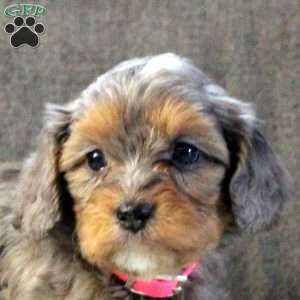 Donna, Cavapoo Puppy
