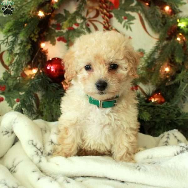 Donner, Miniature Poodle Puppy