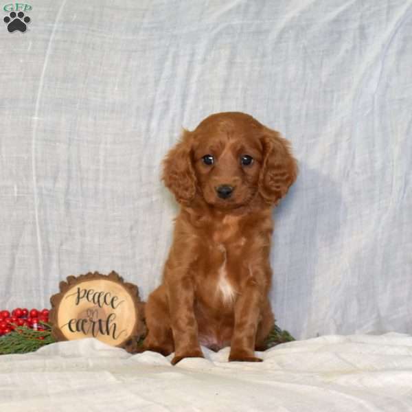 Donner, Cavapoo Puppy