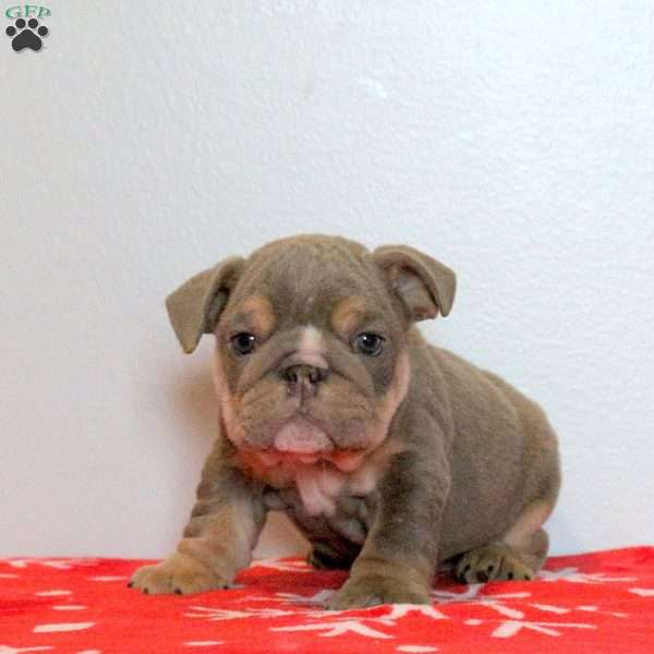 Donner, English Bulldog Puppy