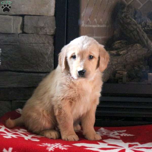 Donner, Golden Retriever Puppy