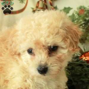 Donner, Miniature Poodle Puppy