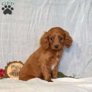 Donner, Cavapoo Puppy