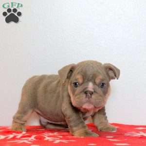 Donner, English Bulldog Puppy