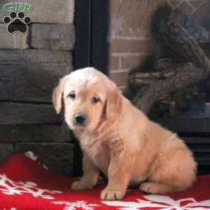 Donner, Golden Retriever Puppy