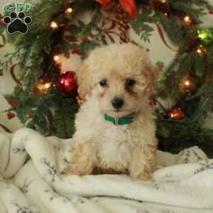 Donner, Miniature Poodle Puppy