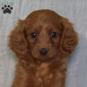 Donner, Cavapoo Puppy