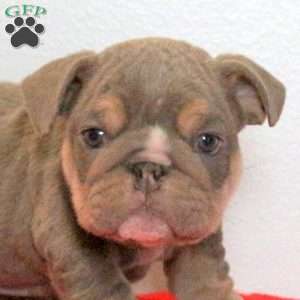 Donner, English Bulldog Puppy