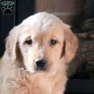 Donner, Golden Retriever Puppy
