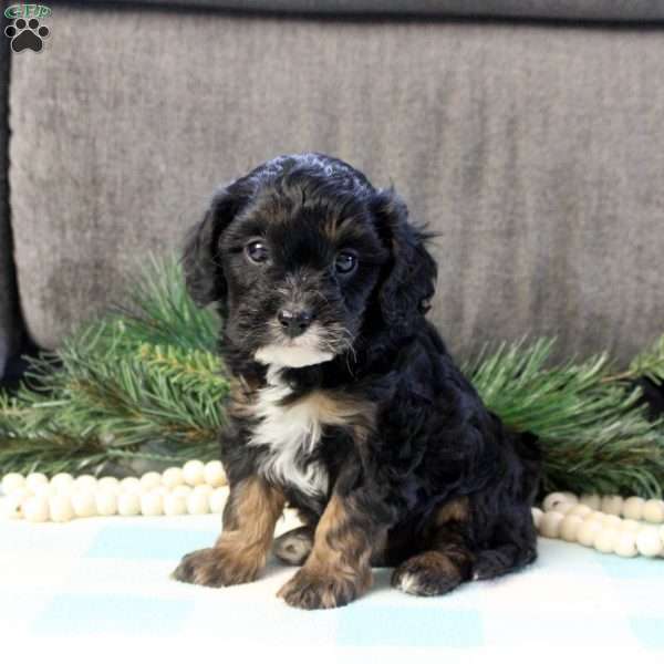 Donny, Cavapoo Puppy
