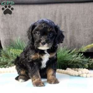 Donny, Cavapoo Puppy