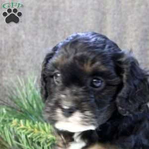 Donny, Cavapoo Puppy