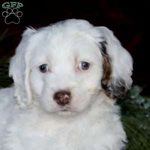 Doris, Cockapoo Puppy