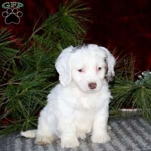 Doris, Cockapoo Puppy