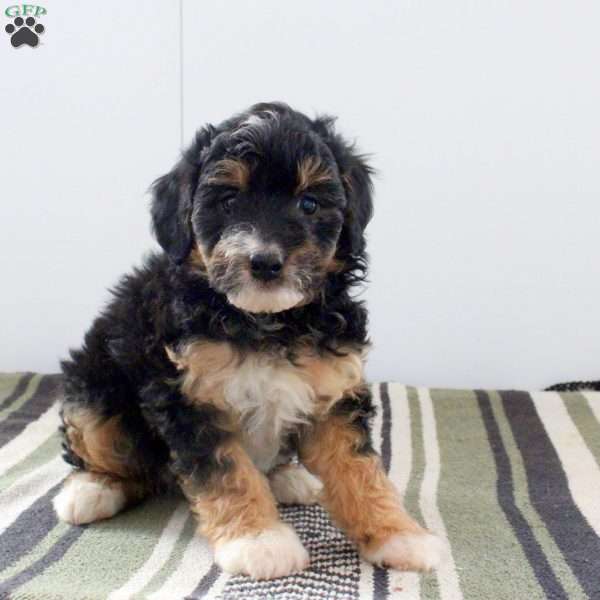 Dot, Mini Bernedoodle Puppy