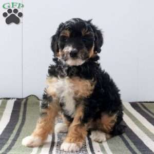 Dot, Mini Bernedoodle Puppy