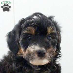 Dot, Mini Bernedoodle Puppy