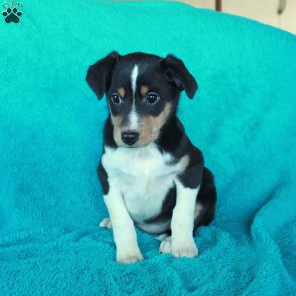 Dottie, Miniature Australian Shepherd Mix Puppy