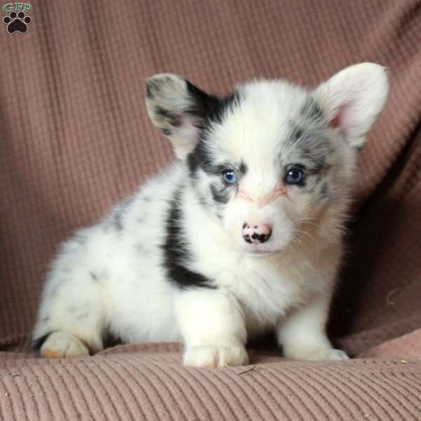 Dottie, Pembroke Welsh Corgi Puppy
