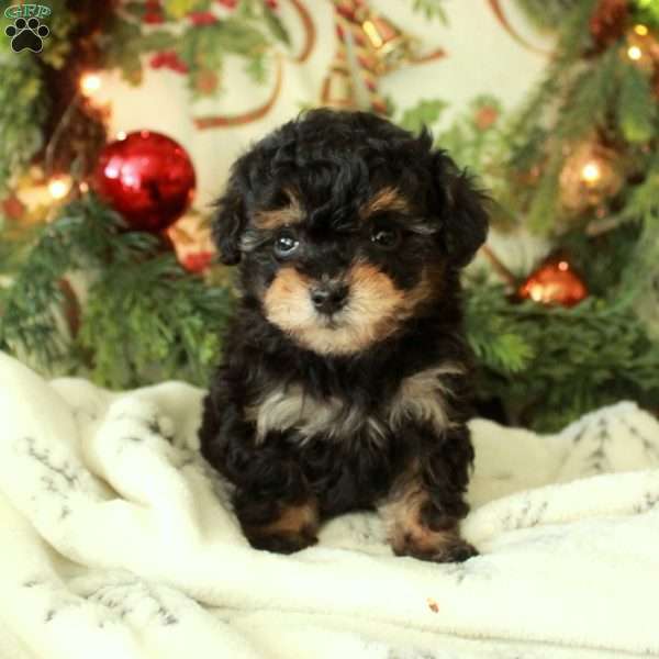 Dottie, Miniature Poodle Puppy