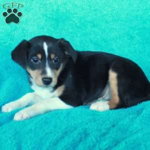 Dottie, Miniature Australian Shepherd Mix Puppy