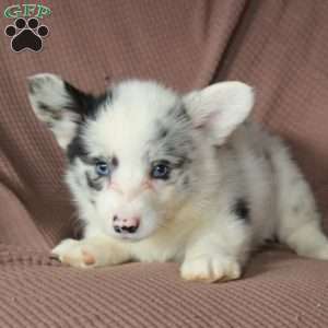 Dottie, Pembroke Welsh Corgi Puppy