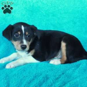 Dottie, Miniature Australian Shepherd Mix Puppy