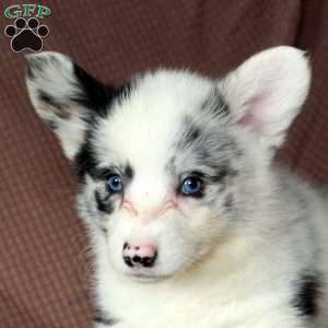 Dottie, Pembroke Welsh Corgi Puppy