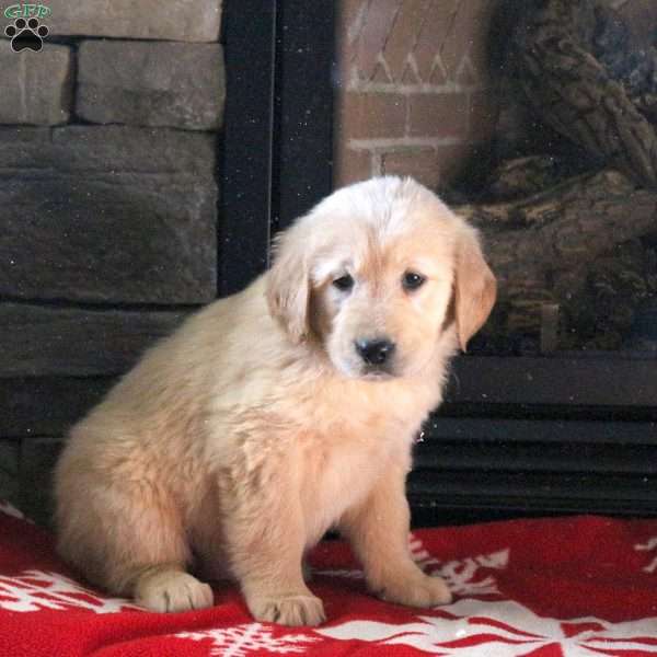 Dove, Golden Retriever Puppy