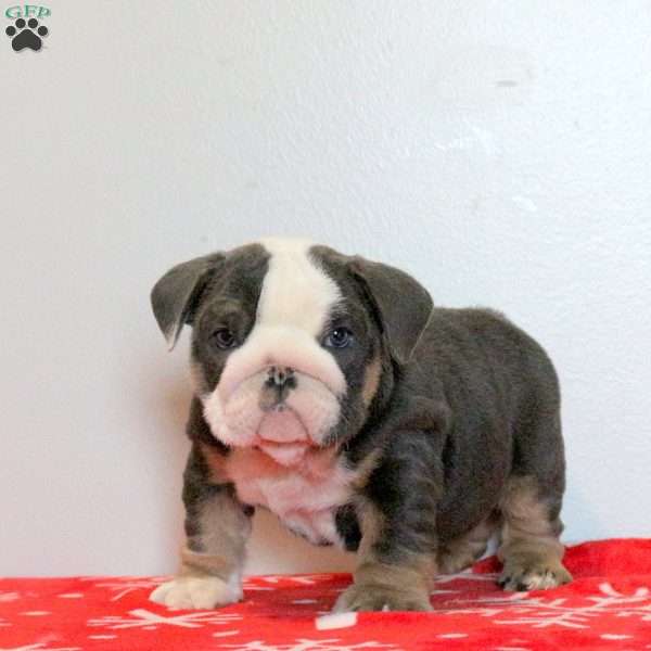 Draco, English Bulldog Puppy