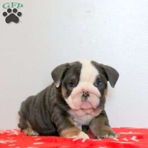 Draco, English Bulldog Puppy