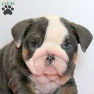 Draco, English Bulldog Puppy