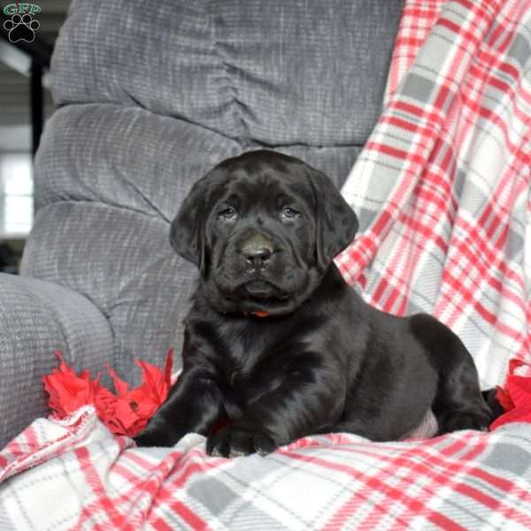 Drifter, Black Labrador Retriever Puppy